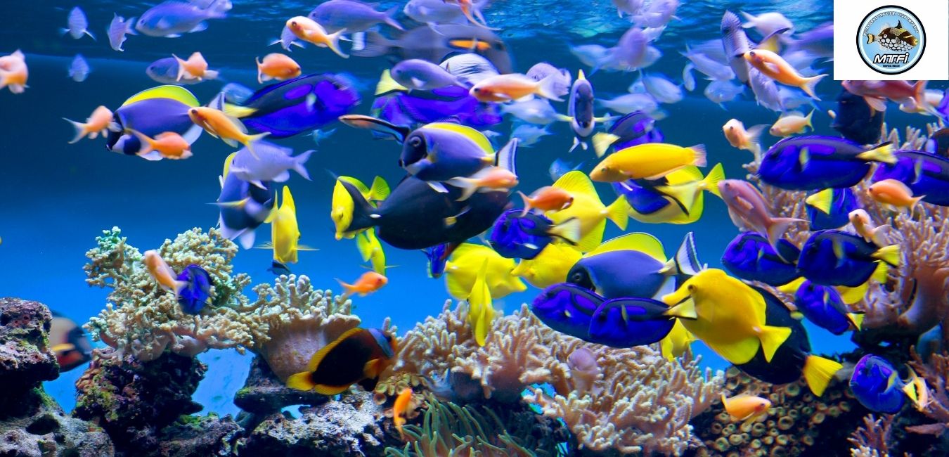 melbournetropicalfish